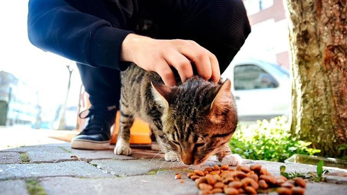 'Sokak kedilerine mama vermeyin'! Şehirlerde fare ve yılanlar çoğaldı