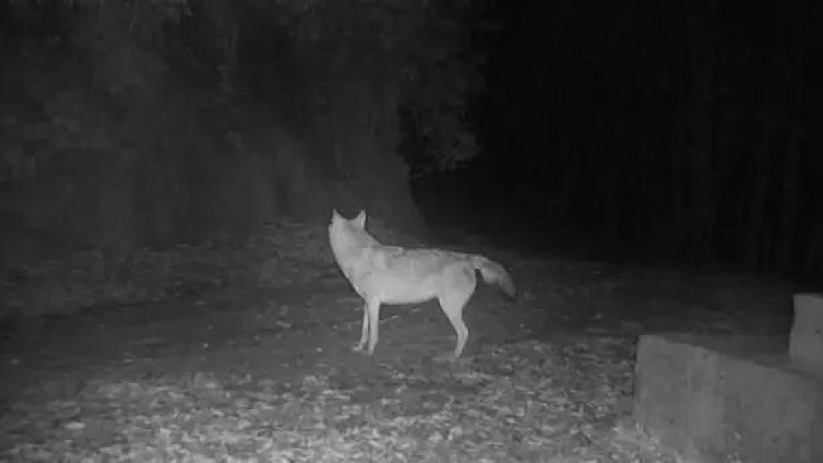 3 ayda ilk kez kameraya yakalandı: 10 fotokapan binlerce hektara kuruldu