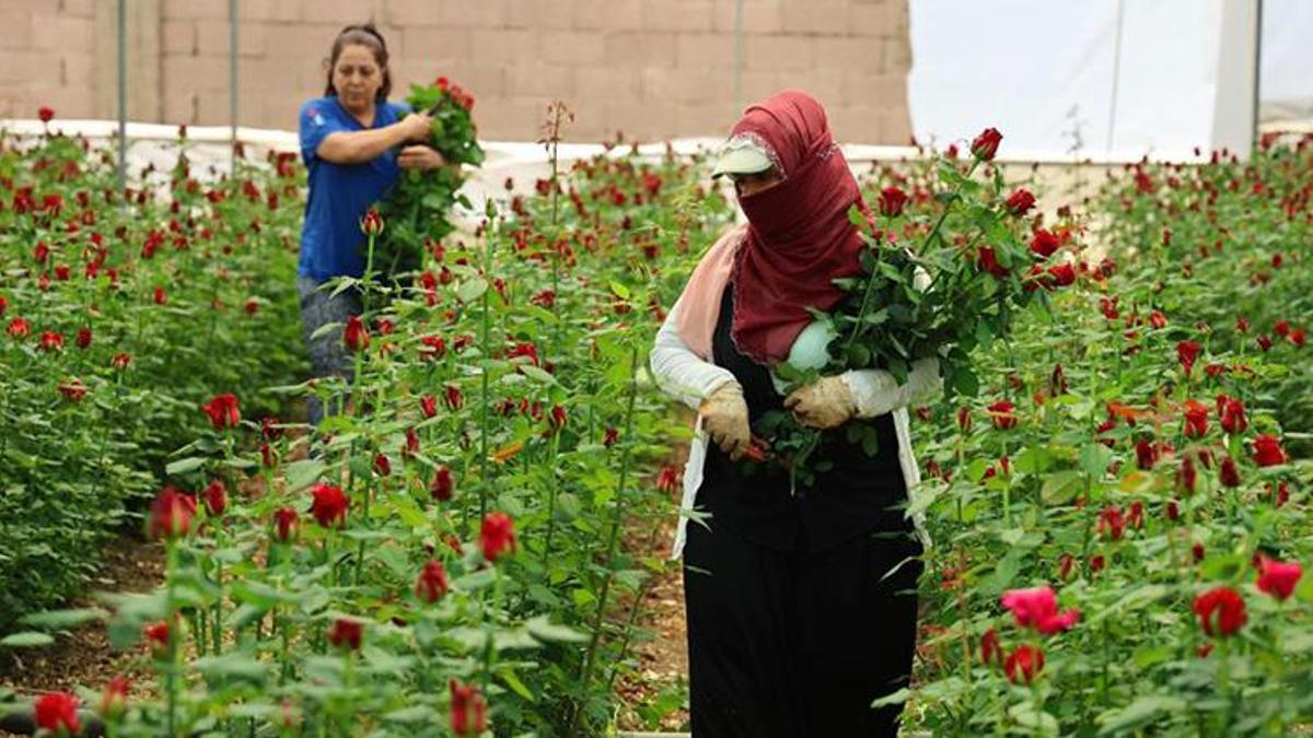 Adanalı gül üreticileri isyan etti: İthal güller piyasayı vurdu, çiftçiler güllerini tarlada bırakmak zorunda kaldı