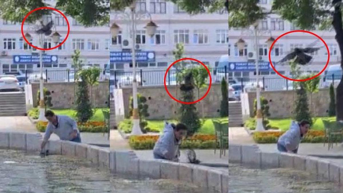 Tokat'ta şaşlıklık veren olay! Yavru kargayı kurtarmak istedi, diğer karganın saldırısıyla hastanelik oldu