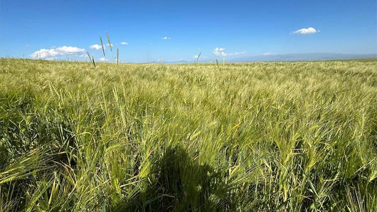 Kars'ta yerli ve milli arpa bereketi: Girdi maliyeti düşecek, gelir artacak