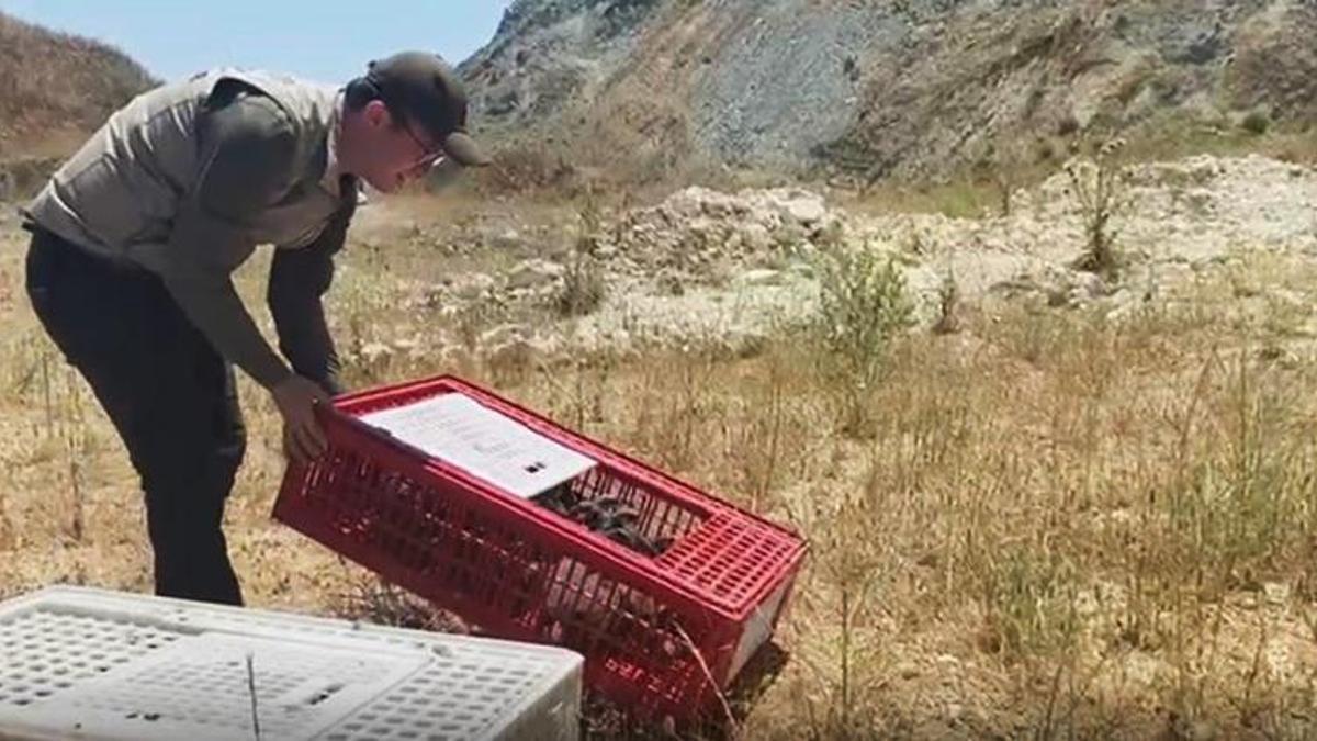 Bursa'da kene savaşçıları devrede! Mustafakemalpaşa'da doğaya 100 keklik bırakıldı