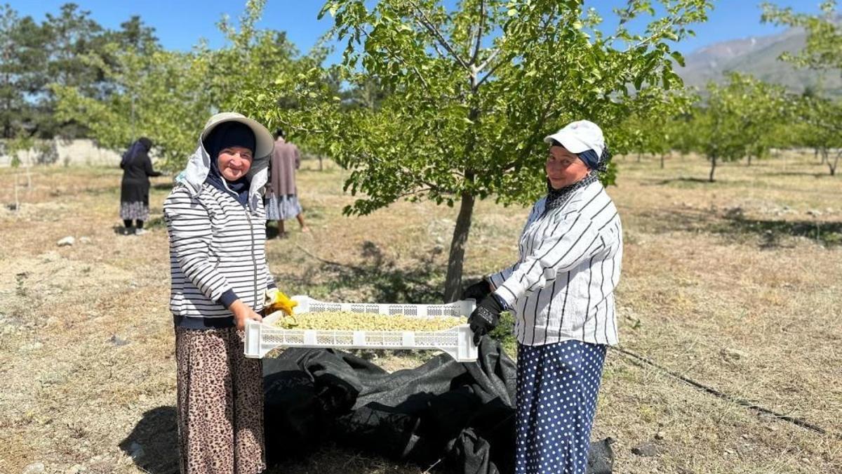 Erzincan’da dut hasadına başlandı! Tezgahlarda kısa sürede yerini alacak
