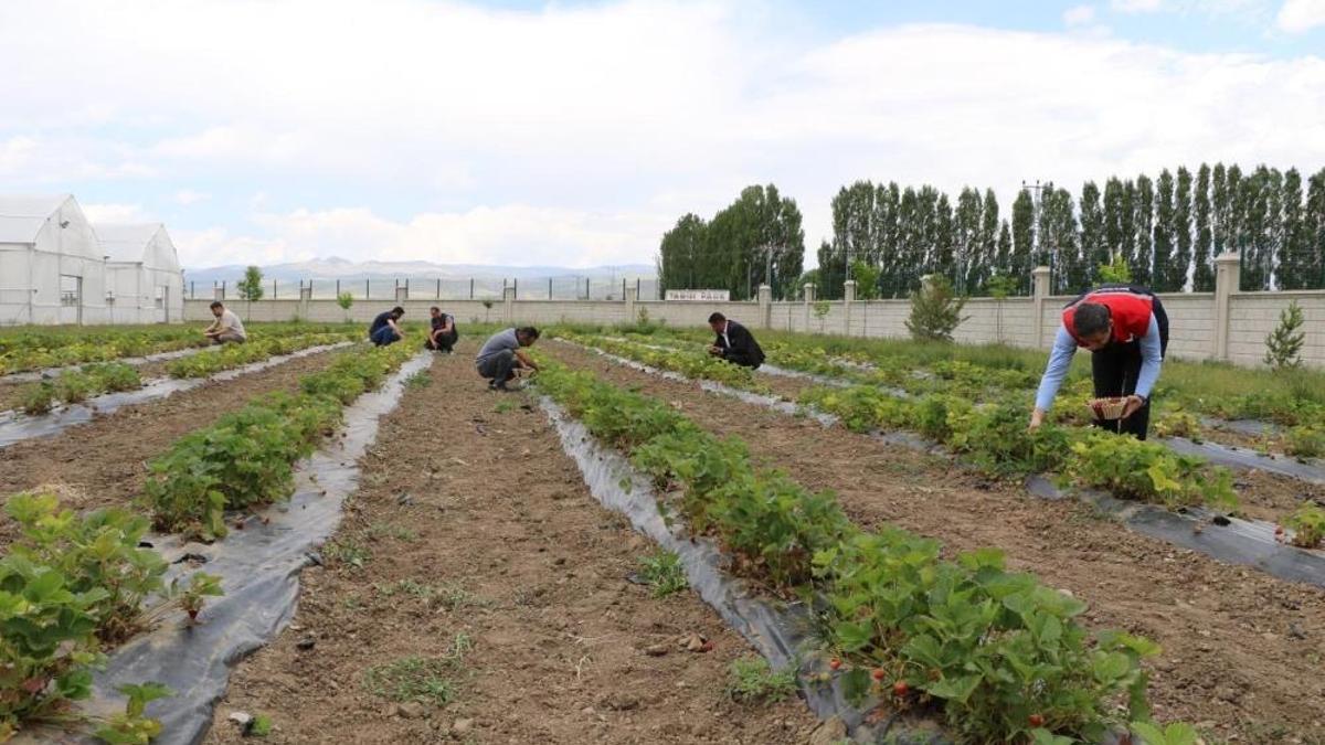 Ağrı tarımında yeni nefes! Çilek yetiştiriciliği büyüyor