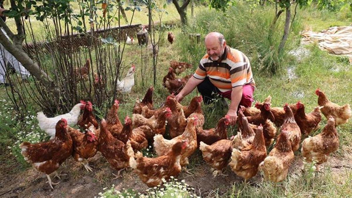 Gezen tavukla başladı 'kırmızı elmasla' kazandı! Samsunlu vatandaşın bahçesi artık daha verimli