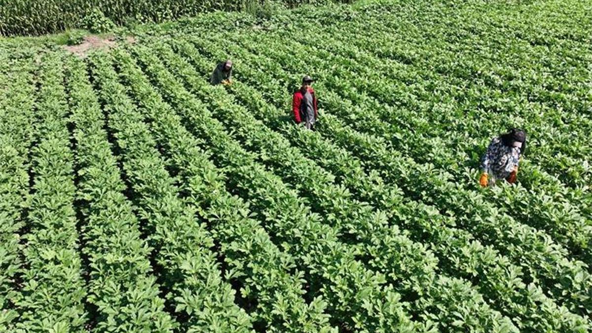 Türkiye'nin üretim deposu! Ve ilk hasat başladı! 'En iyisi Osmaniye'de'