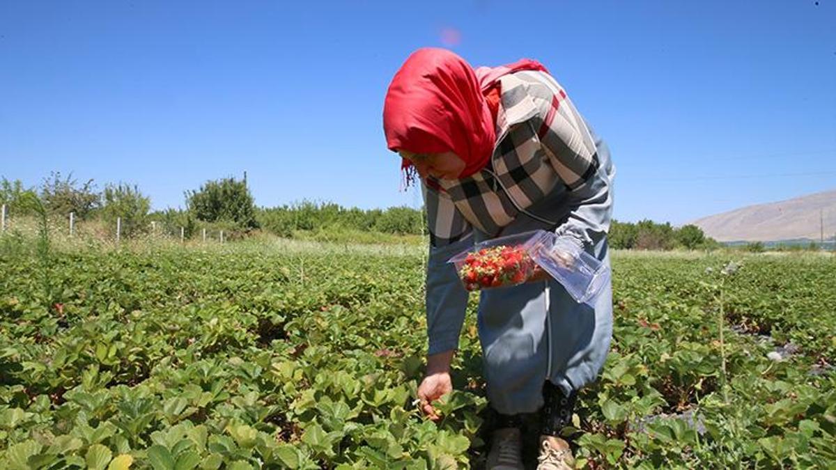 100 yıl önceki gazete kupüründe gördükten sonra harekete geçti! Üretimi 25 dekara çıkardı, şimdi taleplere yetişemiyor