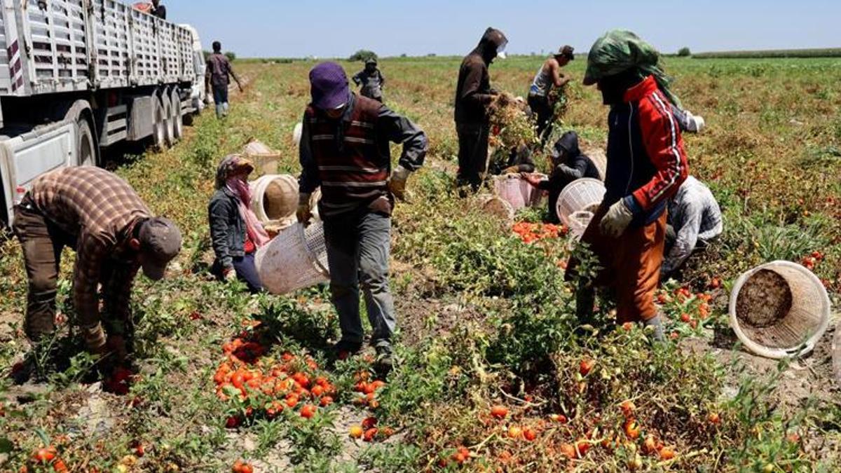 Adana, Türkiye'nin üretim merkezi! Hasat sonrası fiyatlar değişti, üreticiler bunu beklemiyordu