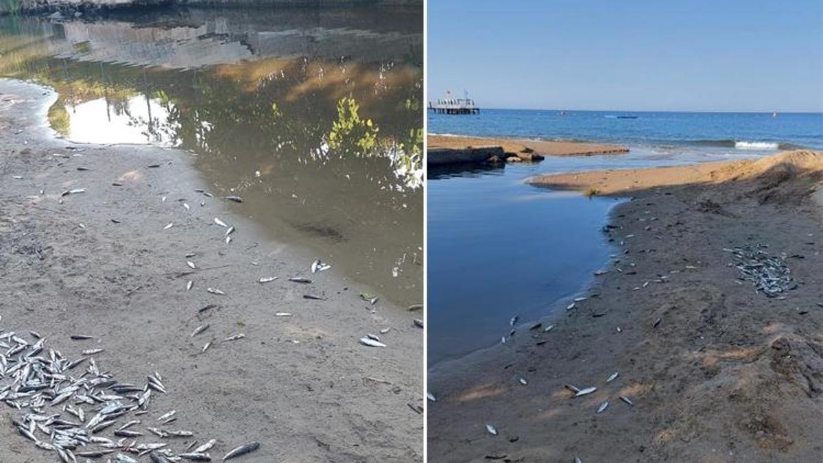 Antalya'dan korkutan görüntü! Manavgat'ta alarma geçildi, inceleme başlatıldı