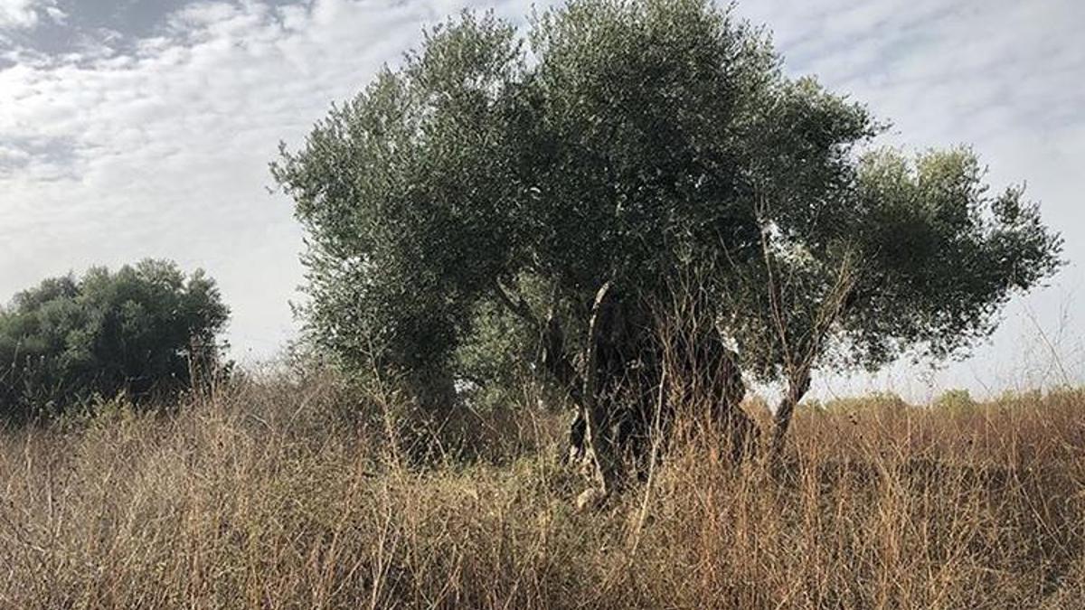 Adana'da '99 bin TL'ye satılık zeytin aÄŸacı' tartışması! Firmadan açıklama geldi