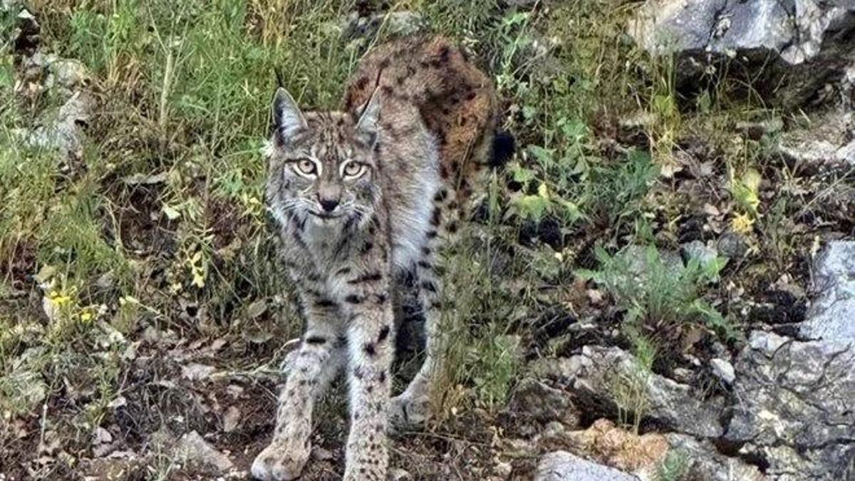Dünya kırmızı listeye almıştı, Erzincan'da görüntülendi!