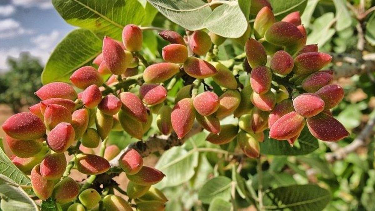 Antep fıstığında rekor fiyat görüldü! Kilosu fıstık halinde uçtu