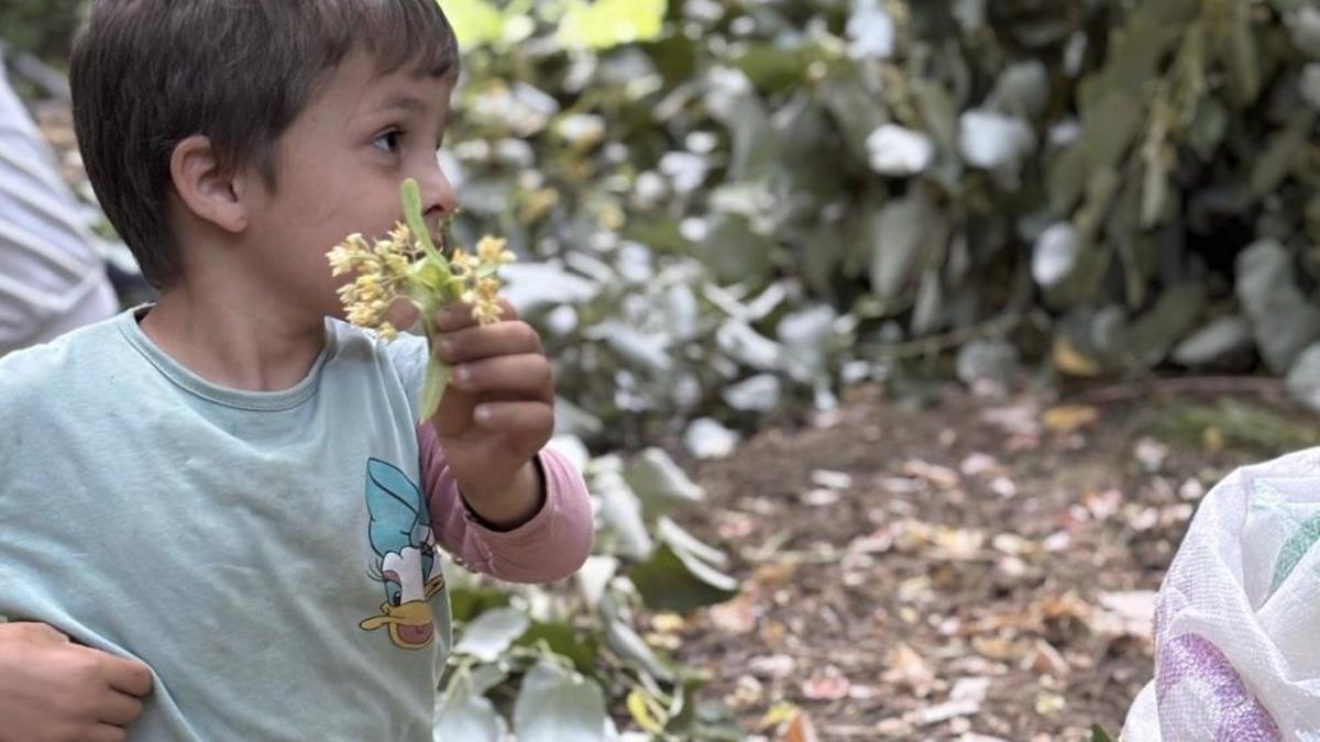 Her vatandaşın evinde mutlaka bulunur! Hasadı başladı, 500 liradan satışa çıkıyor