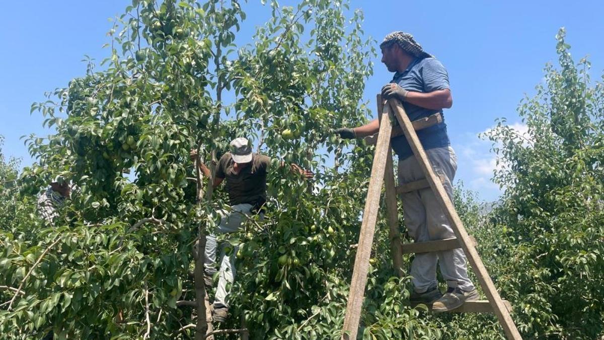 Hasada sayılı günler kaldı! Geçen yıl 20 liraydı, bu yıl kilosu 40 lira
