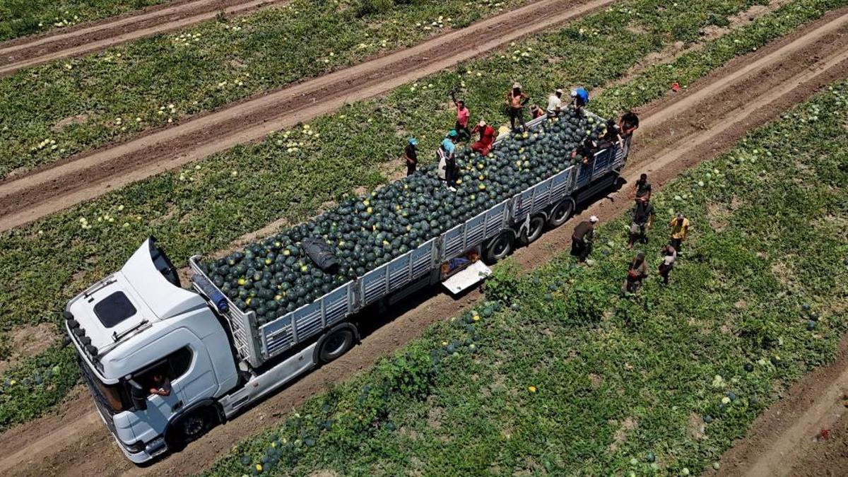 Türkiye'nin üretim merkezi Adana'da bollaştı! Fiyatı 20 liradan 2.5 liraya düştü