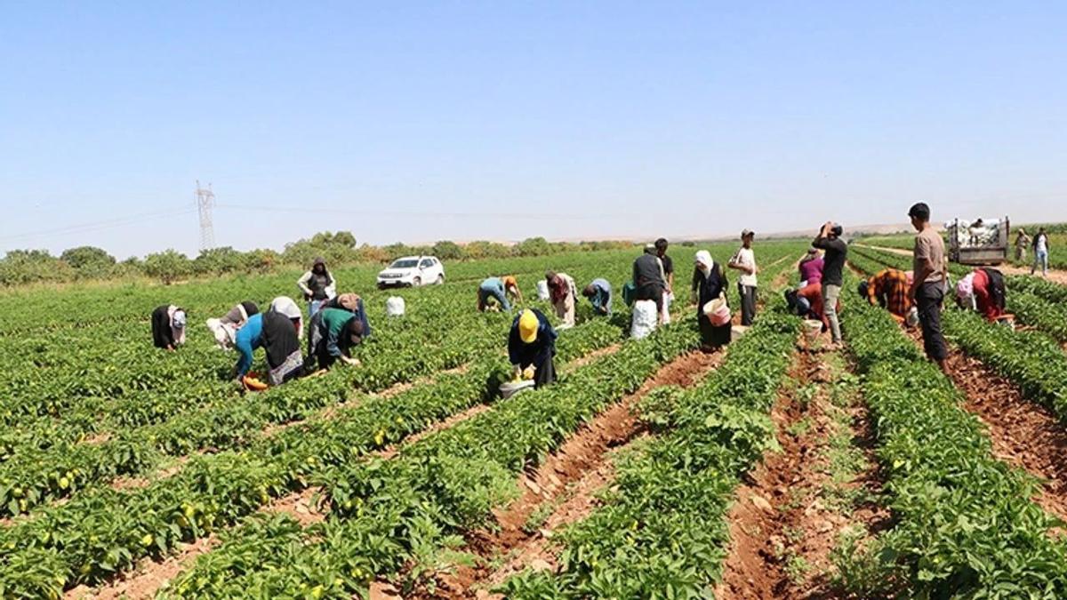 Kadın erkek tarlaya... 54 bin dekarda biber hasadı başladı