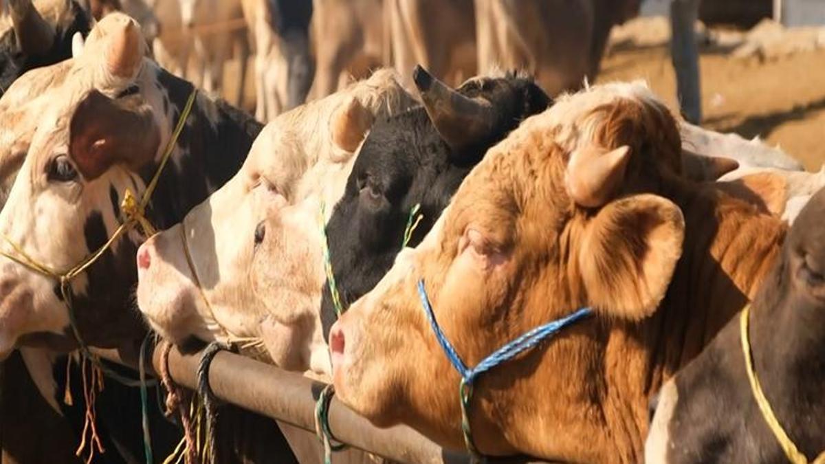 Hayvan pazarları şap hastalığı nedeniyle kapatıldı, veterinerlerden yetiştiricilere uyarı geldi! Ekonomik kayıpların önüne geçebilir