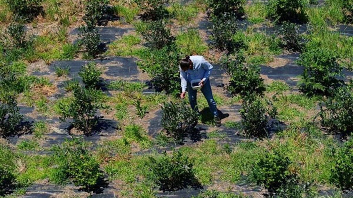 Trabzonlu girişimci deden kalma atıl araziyi üretim merkezine çevirdi! 500 TL'ye satıyor