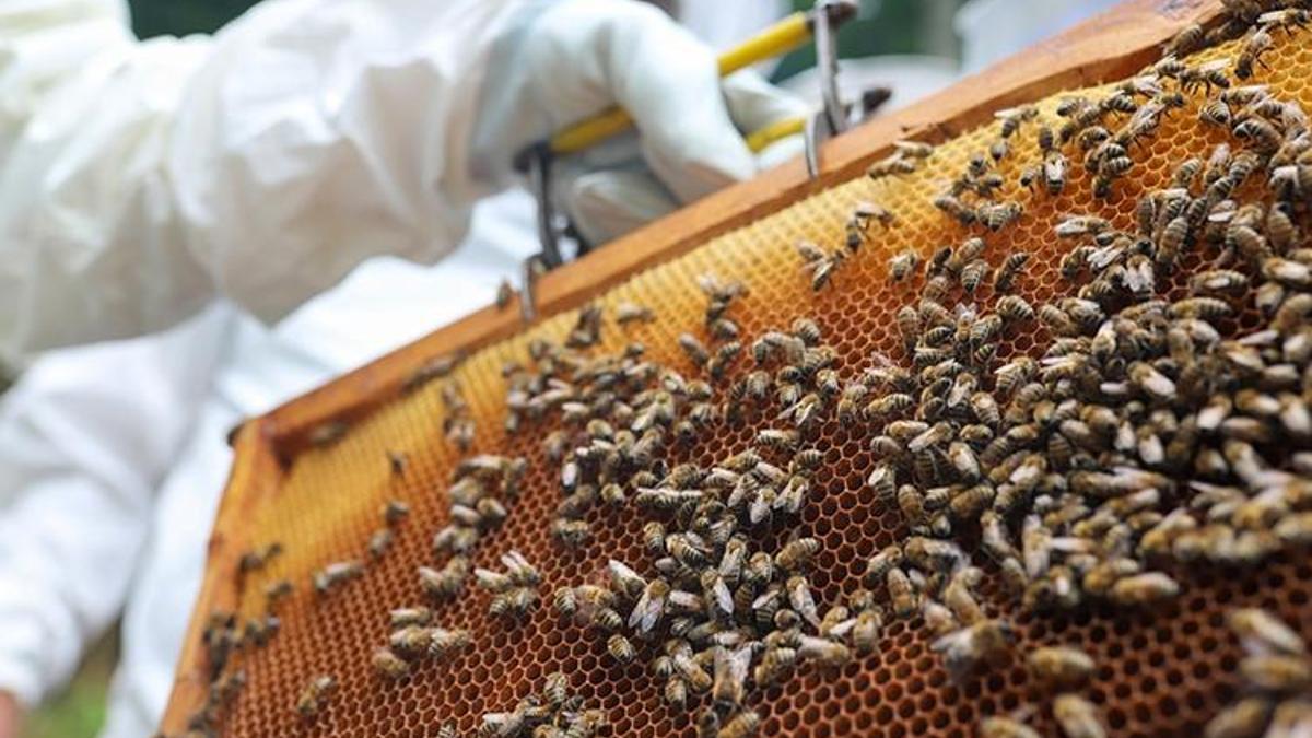 Zonguldak’ta altın değerinde üretim! Kilosu 2.500 TL, bu yıl rekolte 600 ton