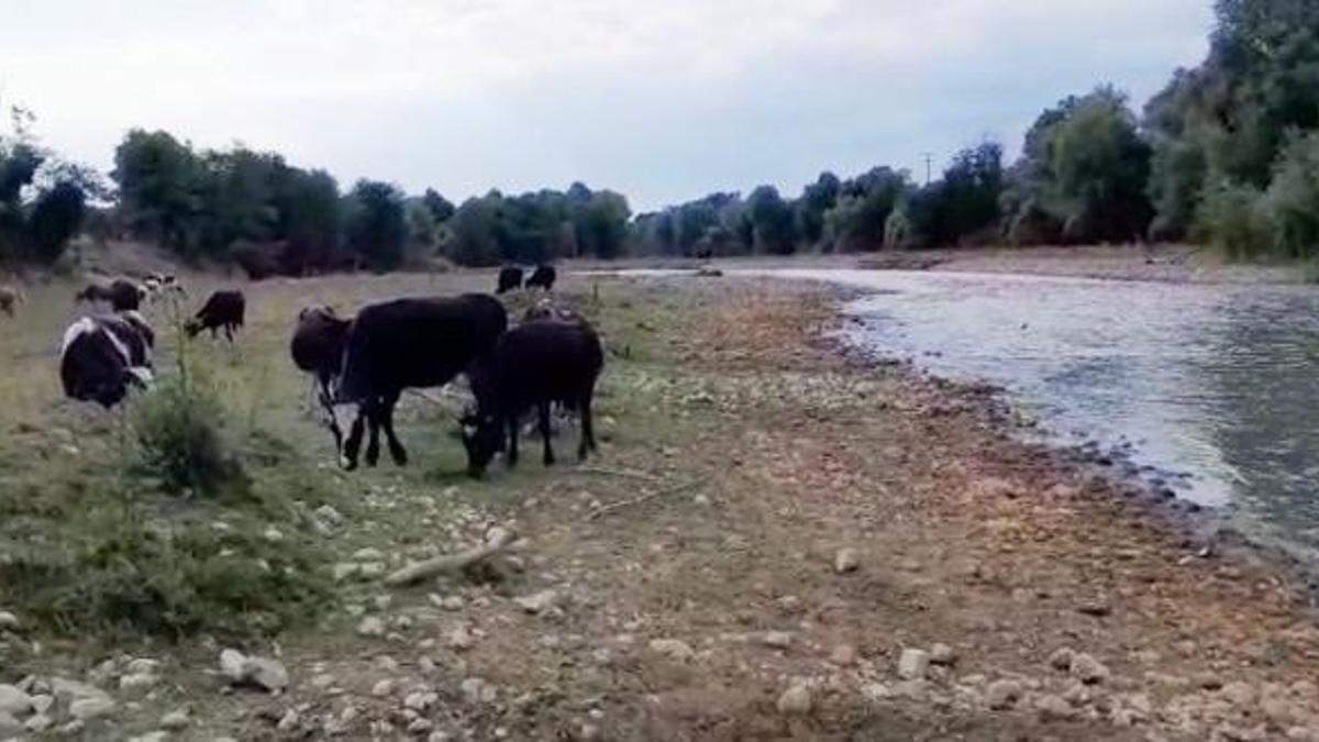 Mudurnu Çayı’nda kirlilik