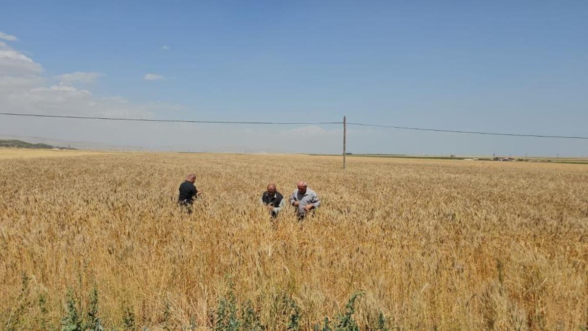Bitlis'te 150 bin dekar alanda hasat öncesi fiyatı belli oldu!