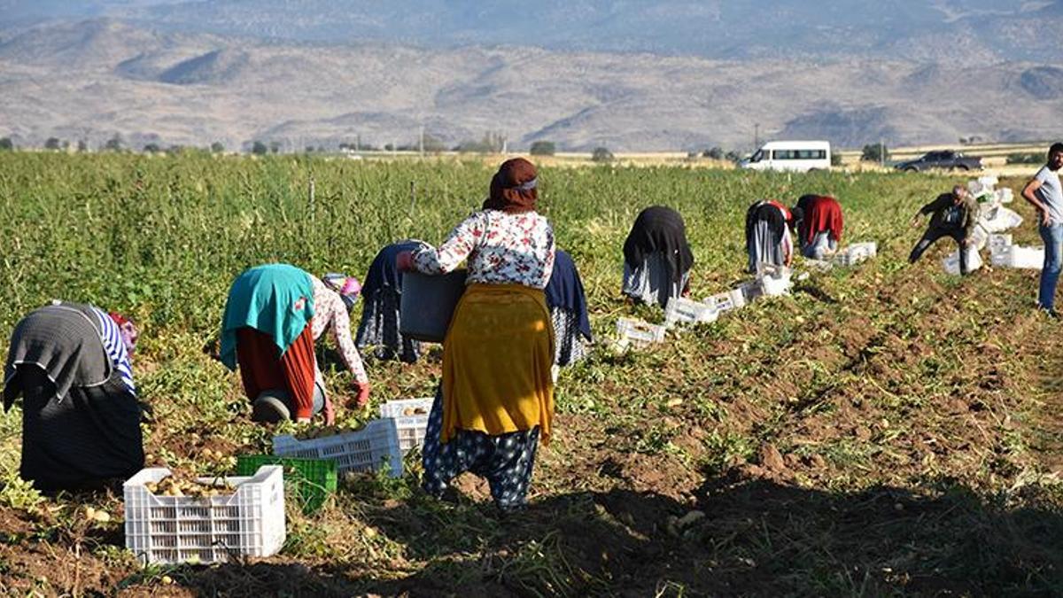 Türkiye'nin patates deposu Niğde'de hasat başladı: Çiftçinin yüzü gülüyor