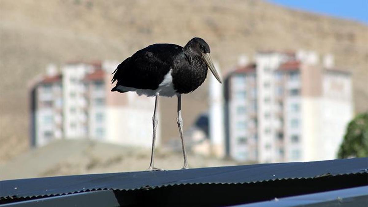 Malatya'da vatandaşlar fark etti, Ekipler harekete geçti: Türkiye'de nadir görülüyor