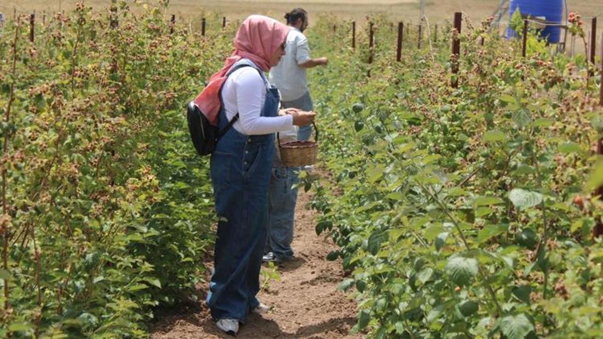 Kayseri'de hobi olarak başladı! Boş arsaya yeni yöntemle dikti, siparişlere yetişemiyor