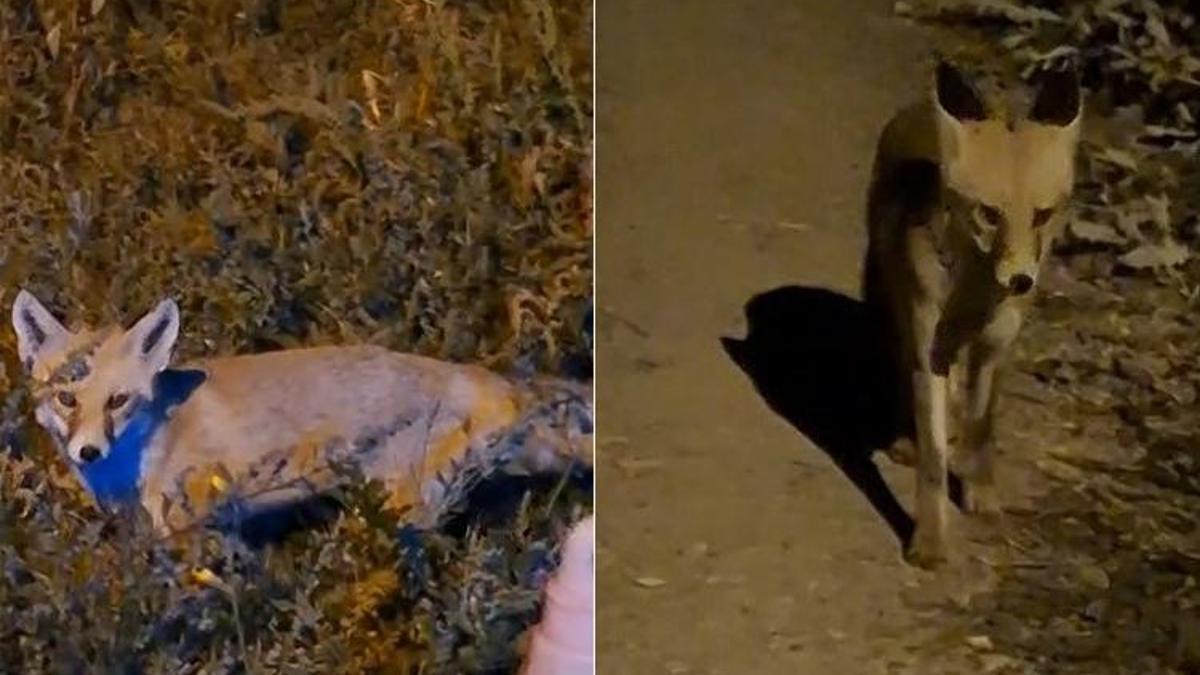 Bayburtlu vatandaşın ürkek tilkiyle imtihanı! Dakikalarca dil döktü