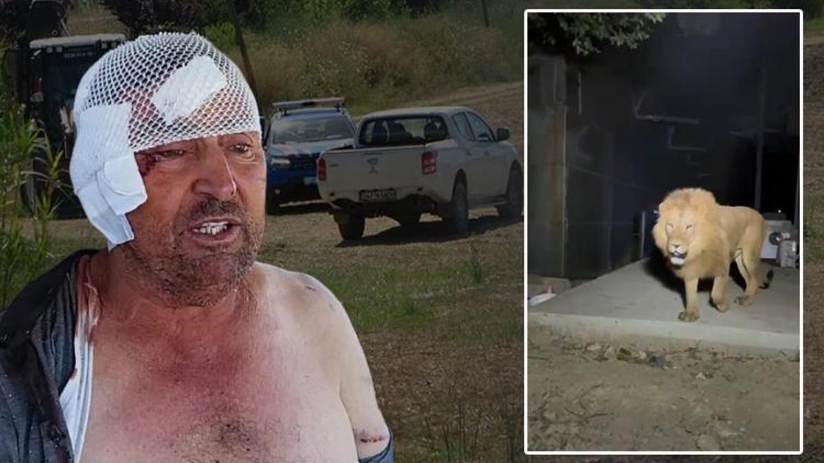 Antalya'da aslan dehşeti! Saldırıya uğrayan çiftçi o anları anlattı: Şu anda ben de belki de yoktum