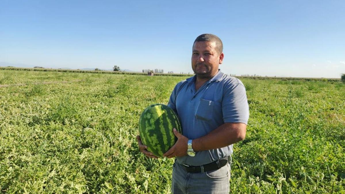 Üretici, zararına satmaktansa ücretsiz dağıtacak! Sezon başında 25 liraydı şimdi tarlada kilosu 1 liraya düştü