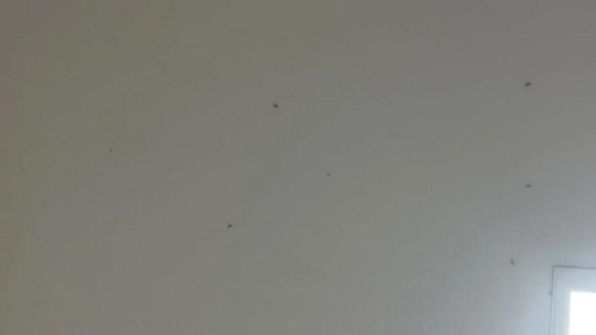Eskişehir'de bir mahalleyi sardı: Yapışıp kalıyor, geceleri zeminde toplanıyor!