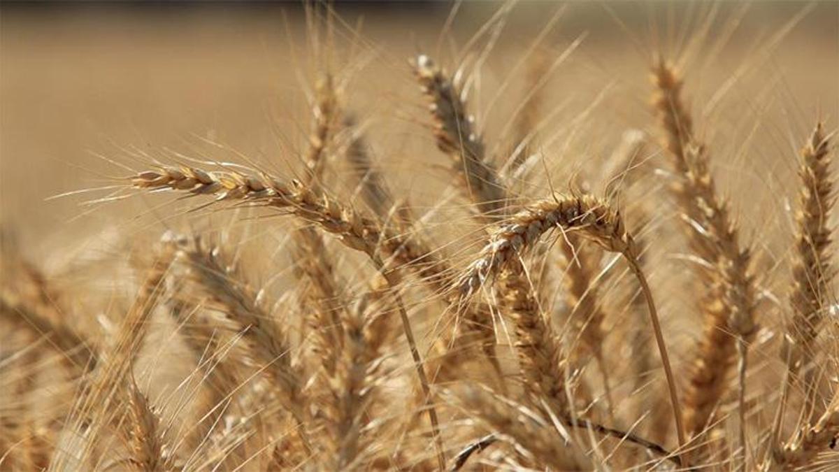 Buğdayda fiyat dalgası: Makarna arttı, ekmek sabit!