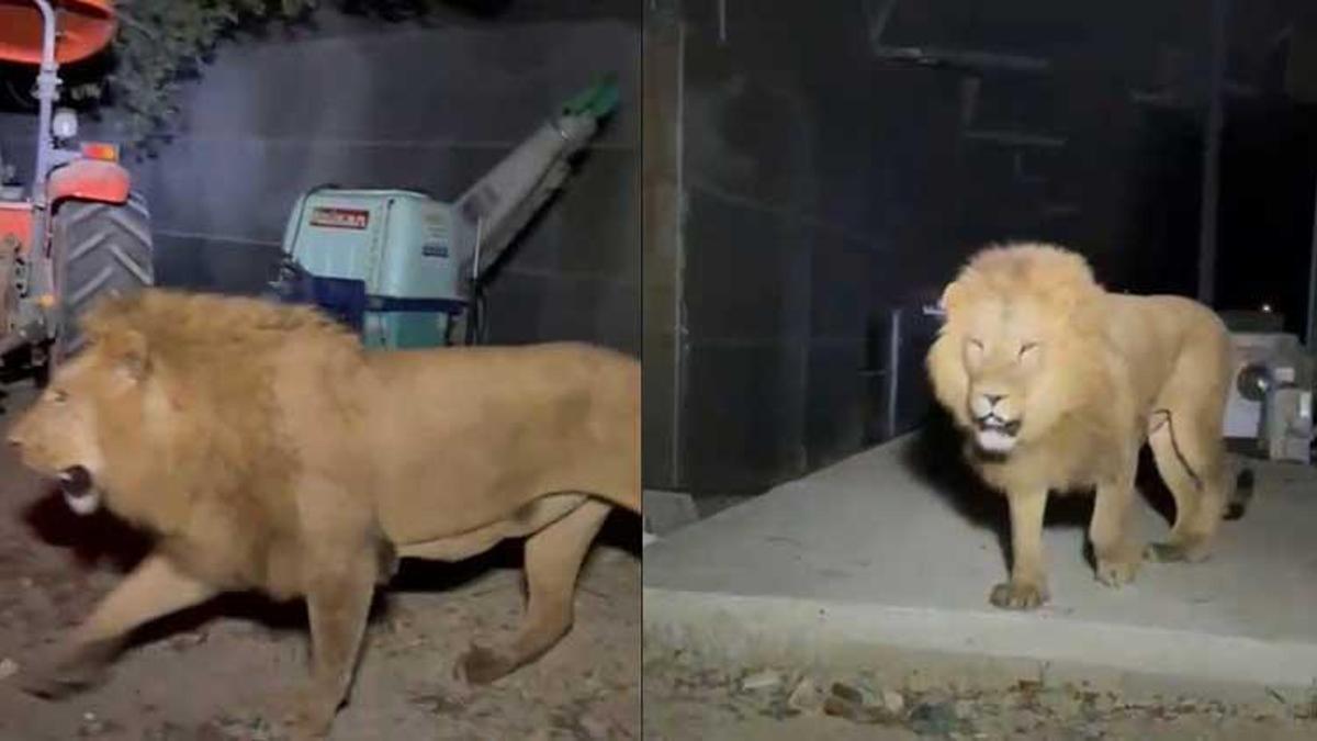 Antalya'da aslan çiftçiye dehşeti yaşatmıştı! Veterinerlerden çarpıcı tedbirsizlik ve etik açıklaması