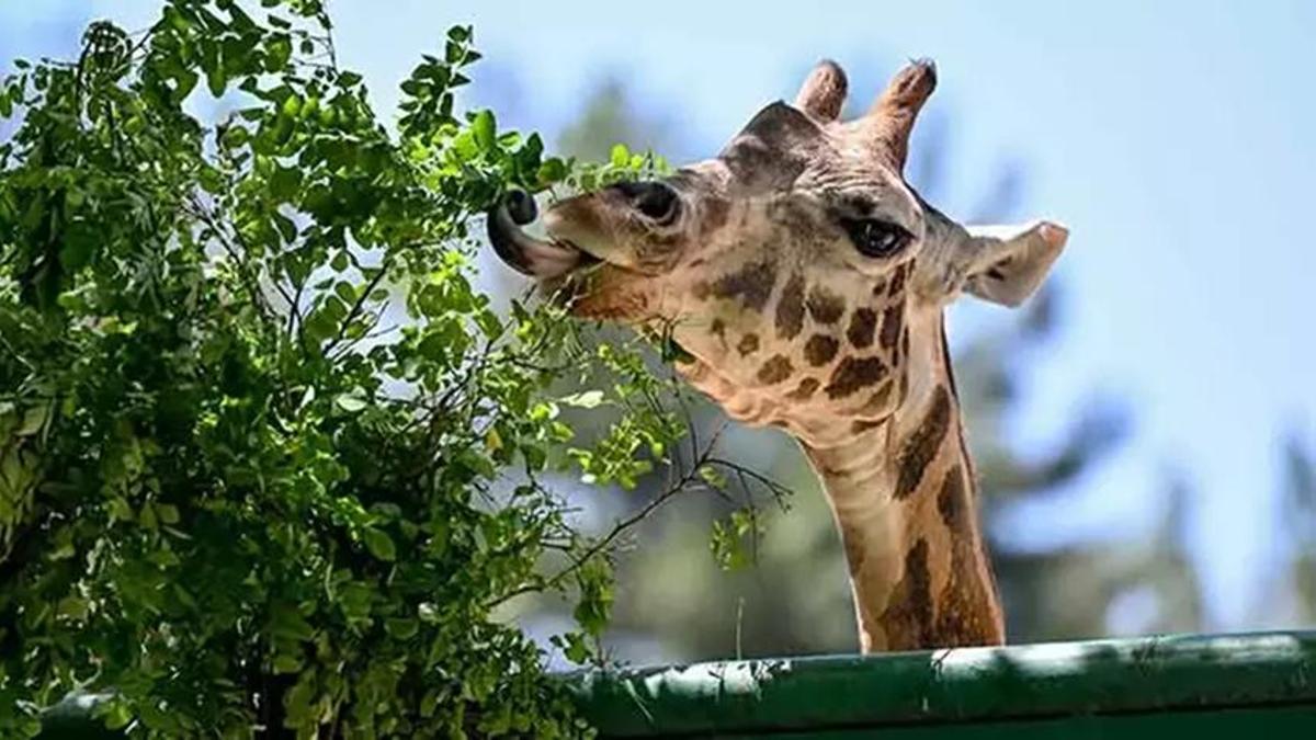 Gaziantep hayvanat bahçesi giriş ücreti, yol tarifi ve açılış - kapanış saati