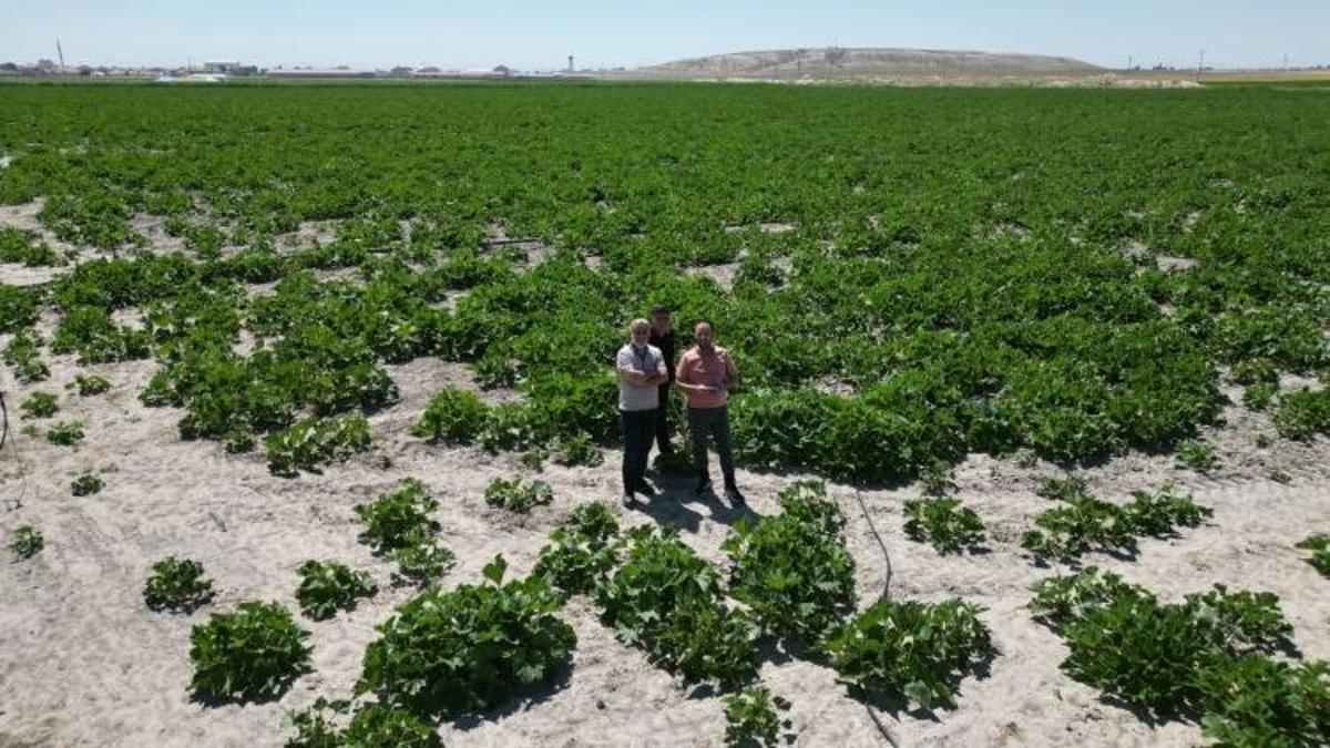 Türkiye'nin ihtiyacını Konya karşılıyor: 7 bin 500 ton hasat başladı