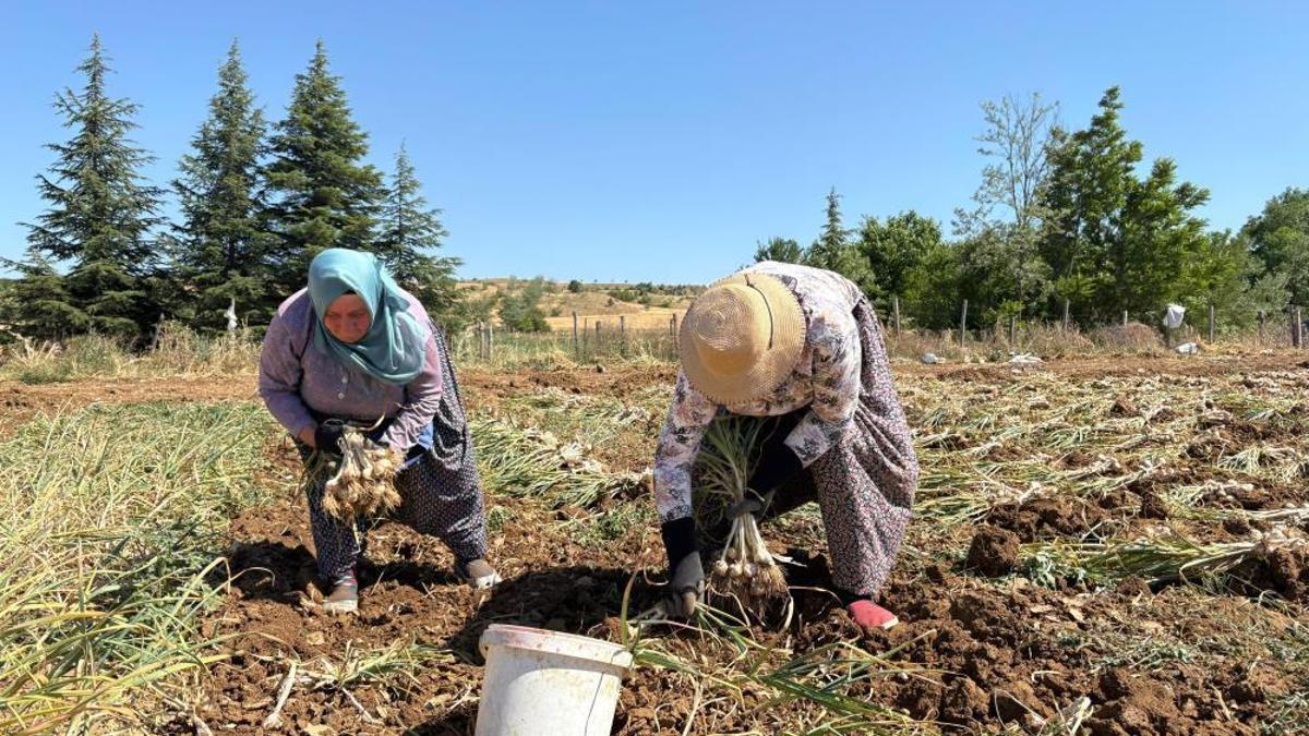 Kavurucu sıcakların altında hasat başladı! Bu lezzet 90 liraya satın alınabiliyor