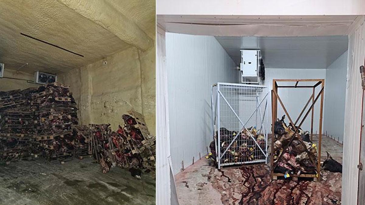 Mide bulandıran görüntü! Çürümüş büyükbaş hayvanlar satışa sunulacaktı