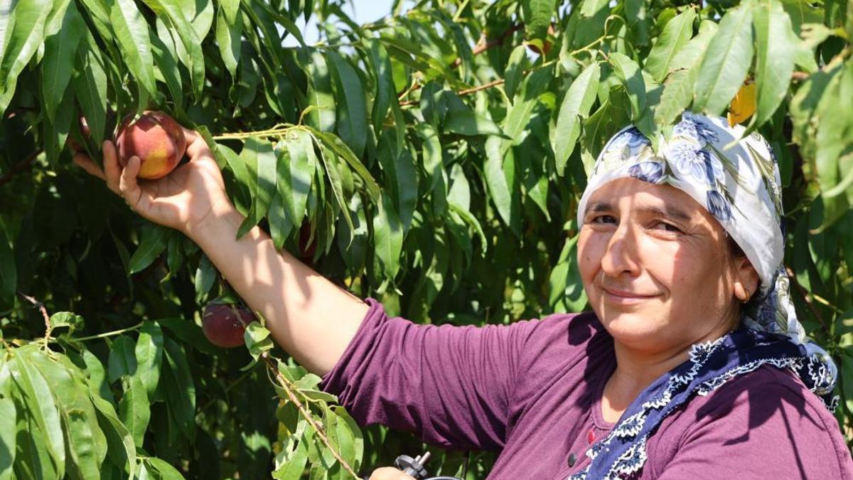 Çukurova'da Şeftali hasadı başladı! Don ve kar vurdu, fiyatlar 50 TL'ye dayandı! Yüzde 90 verim kaybı çiftçiyi kara kara düşündürüyor