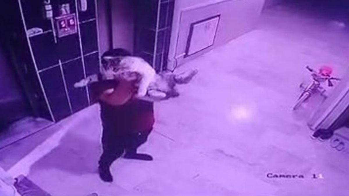 Konya'da akıl almaz vahşet: Hamile kediyi yere fırlatan şahıs gözaltında
