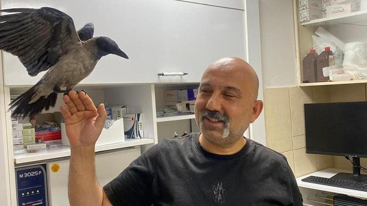 Veteriner hekim yaralı bulduğu kargayı tedavi ettirdi, sağlığına kavuşturup doğaya saldı