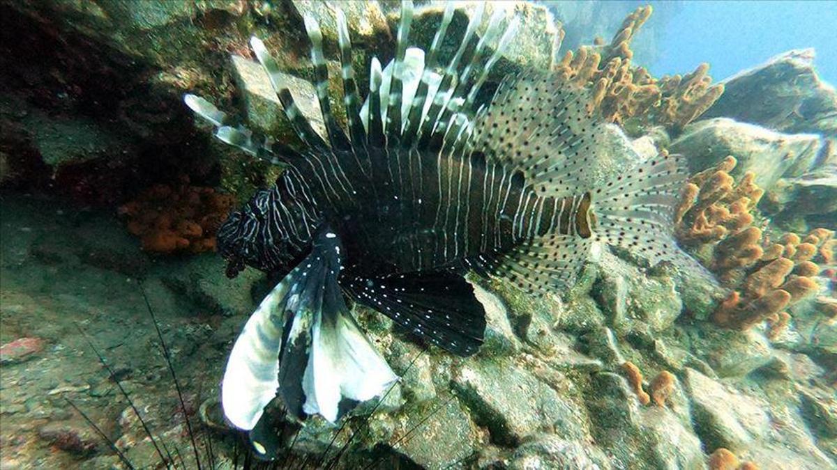 Akdeniz'de suyun sıcaklığı arttı! Şimdinin endişesi yarının büyük belası olacak