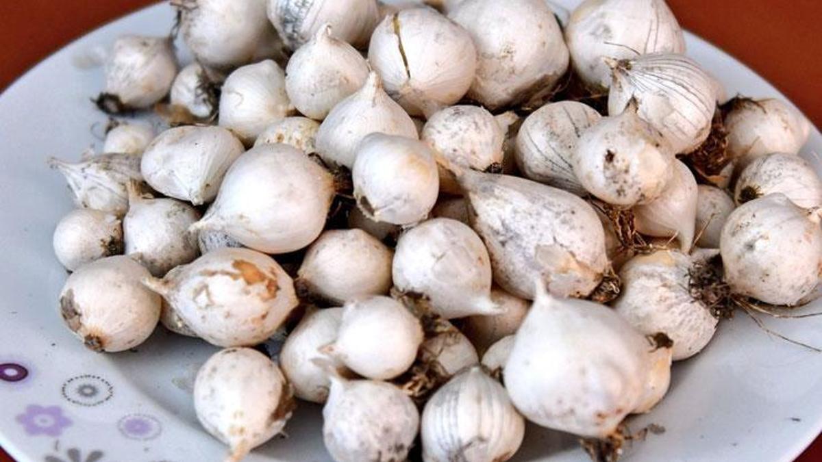 Sadece Tunceli'de yetişiyor! Bu sarımsağı toplayanlara yarım milyon ceza kesiliyor