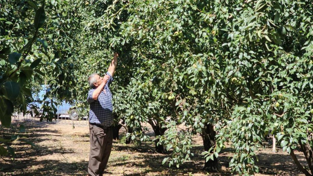Bursa'da gördü, Zonguldak'ta uyguladı! Kurduğu bahçeden 80 tonluk hasat bekliyor