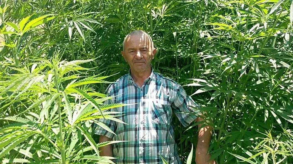 3 ayda 3 metre uzadı: Kayseri'de ekildi, inşaat malzemesinde bile kullanılıyor!