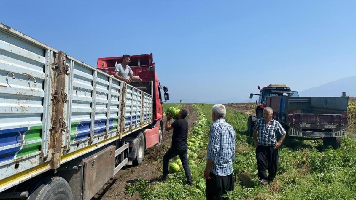Tarlada fiyatlar 1 liraya kadar düştü! Zarar eden çiftçinin duası kabul oldu
