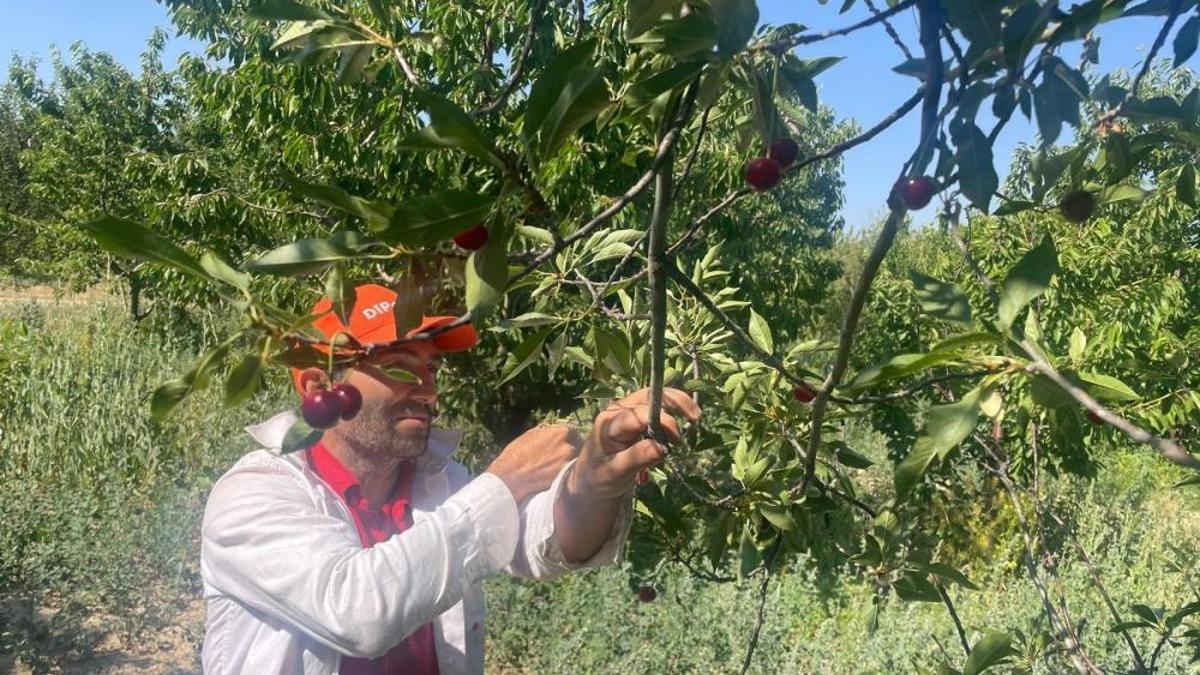 Türkiye'nin en kalitelisi burada yetişiyor! Hasatta hüsran, bu yıl sezon başlamadan bitti