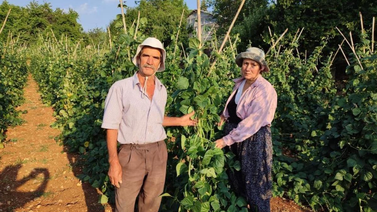 Meşhur sırık fasulyesinde hasat zamanı! Doğal yöntemlerle yetişiyor, büyük talep var