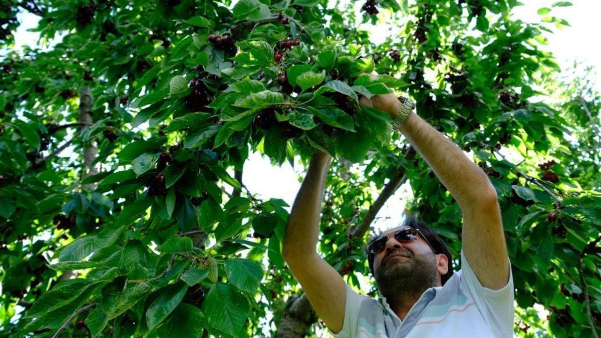 Bu il Türkiye'nin üretiminde önemli yer tutuyor! Hasat başladı, 150 liradan satışa çıkıyor