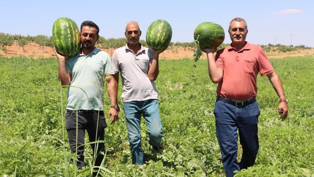 Türkiye'nin en lezzetli karpuzları burada yetişiyor! Tadına bakan bir daha vazgeçemiyor
